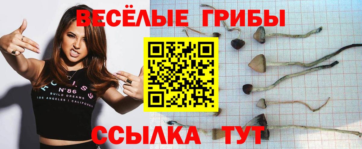 Вязники  Галлюциногенные грибы Psilocybine cubensis  Вход с VPN 